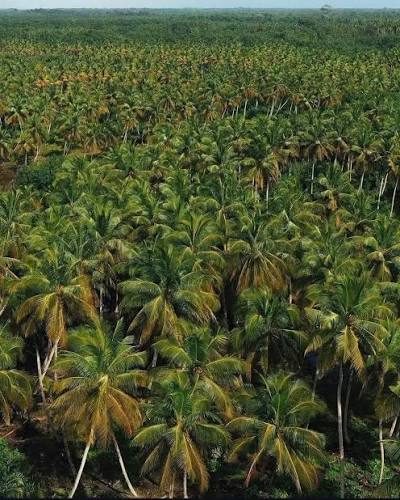 les champs de coco commencent à se réduire