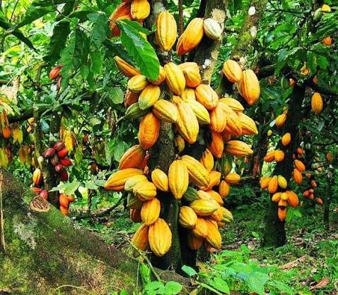 Le stock du cacaca a été rachété