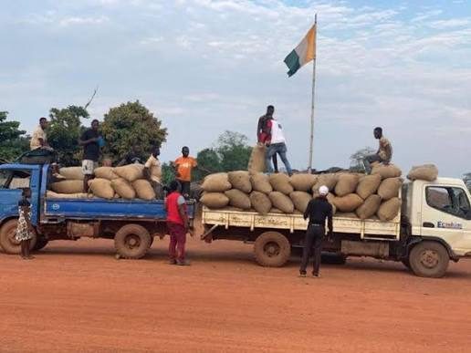 Des camions transportant du cacao
