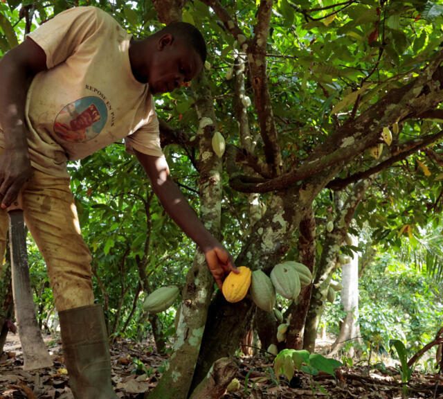 Un cacaoculteur dans son champ