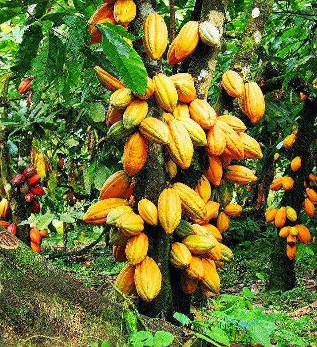 un champ de cacao