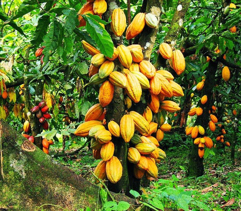 un champ de cacao